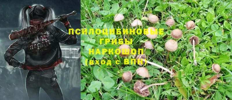 Псилоцибиновые грибы Magic Shrooms  сколько стоит  Красный Холм 